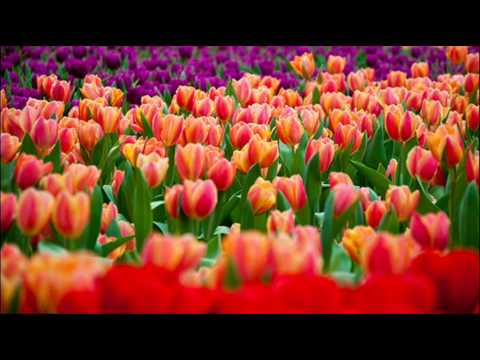 Antonio Vivaldi: Laetatus sum [psalm 121] in F major (RV 607) - YouTube