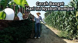 ABIS BERSIHIN RUMPUT, TERNYATA OYONG YANG MAMA TANAM UDAH TUMBUH BESAR DAN BERBUAH