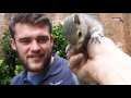 Probably the most friendly wild squirrel in the uk