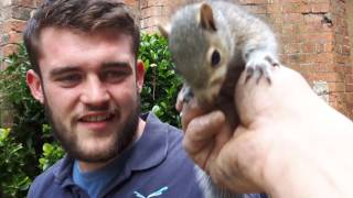 Probably the most friendly wild squirrel in the uk