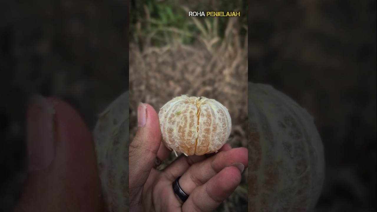 Makan Jeruk Orang Asli Manis Tapi Boong 😅 