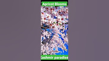 Thumbnail of #apricots #blooming #vlog #reels #kashmirtrip