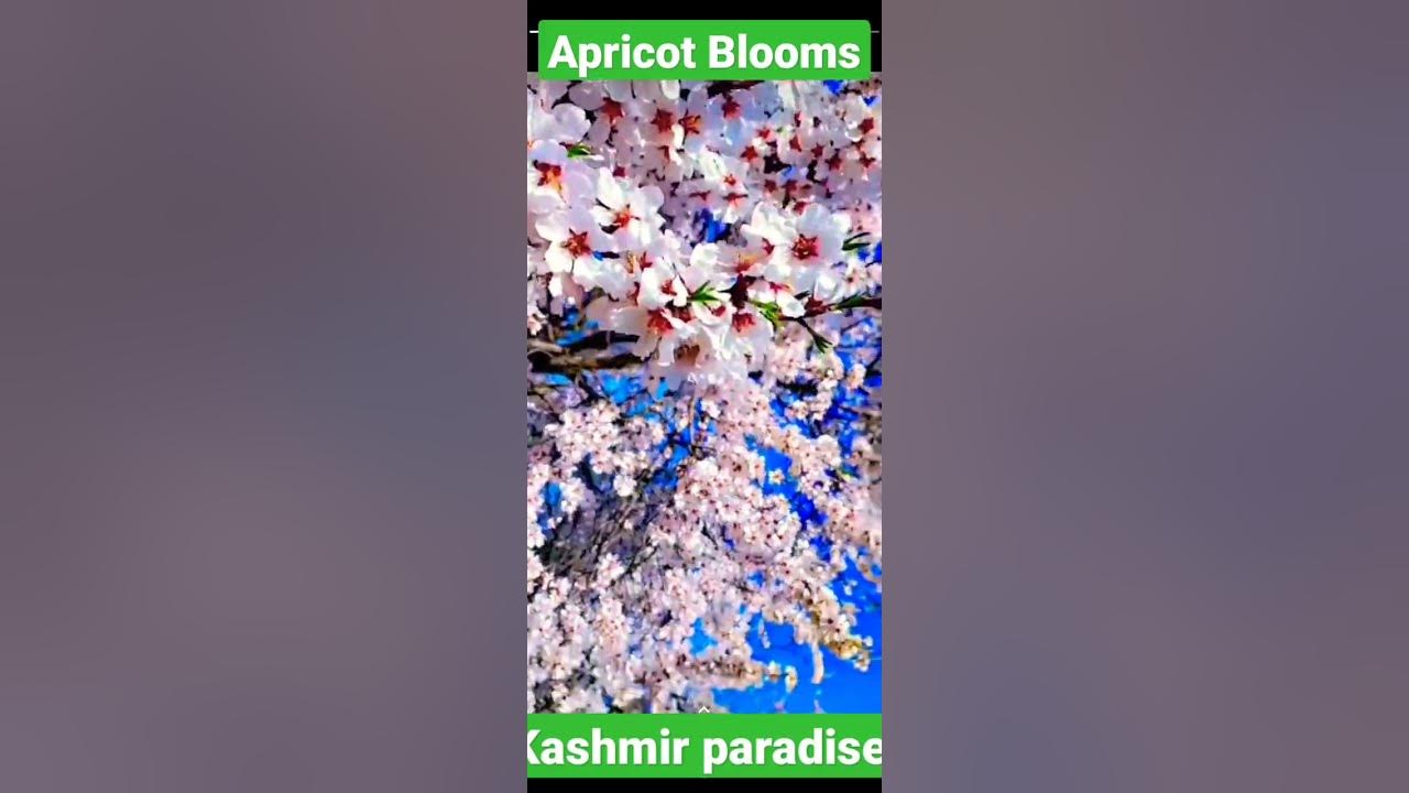 #apricots #blooming #vlog #reels #kashmirtrip #apricots #blooming #vlog #reels #kashmirtrip
