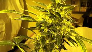 Orange Haze B Update