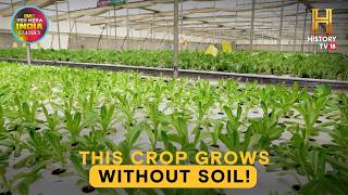 Soil Free Farming, Beard Club, Women's Armwrestling & No Power AC | #OMGClassics S06E10
