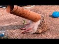 Animal Fails December 2017 - Animal Fails Compilation 2017