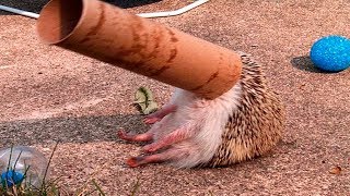 Animal Fails December 2017  Animal Fails Compilation 2017