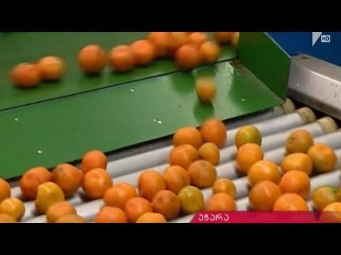 ნარინჯისფერი რთველი