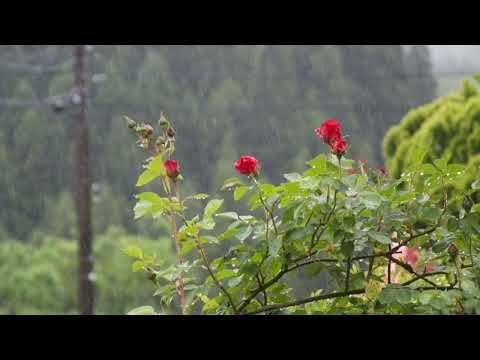 079 情愁愁更愁：林翠萍   1