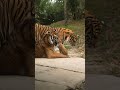 Too cute for the naughty list 🐅