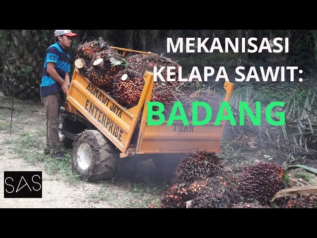 Badang Angkut Buah Sawit Youtube