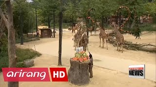 Icy treats help zoo animals cope with heat in Korea