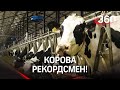 Как надоить 100 литров молока в день с одной коровы?