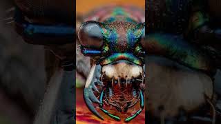 "Golden Moth Macro Shot#nature#shorts #macro"