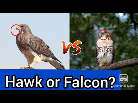 10 Differences between Hawk and Falcon