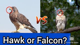 10 Differences between Hawk and Falcon Net Worth