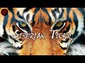 Is a siberian tiger the perfect predator biggest cat on earth