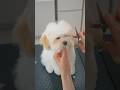 可愛すぎる子犬のカット後の姿が・・・😭💓