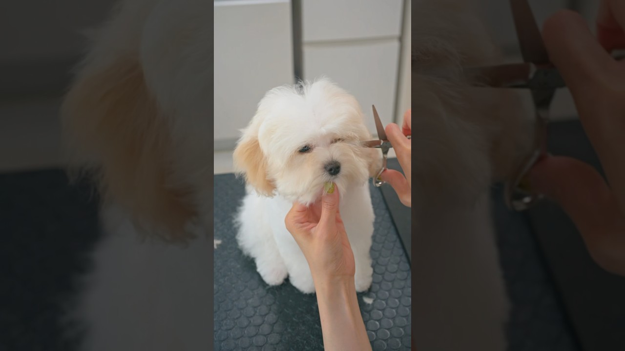 可愛すぎる子犬のカット後の姿が・・・😭💓