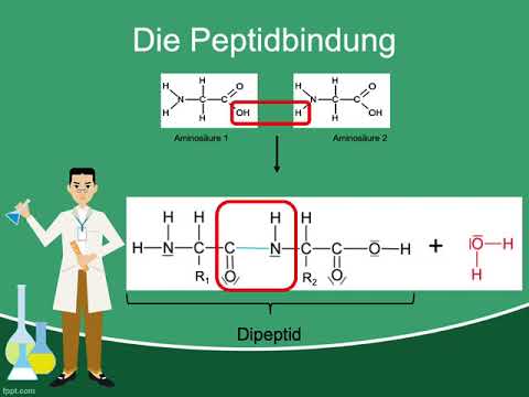 Video: Kurze Nanoröhrchen Auf Peptidbasis, Die Eine Wirksame Curcuminabgabe Zur Behandlung Von Arzneimittelresistenter Malaria Ermöglichen