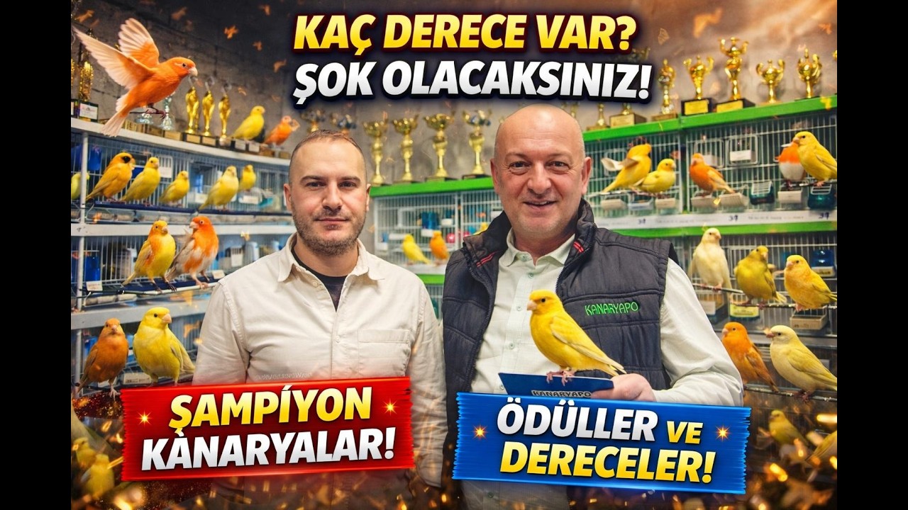 Şampiyonların Sırrı: Doğan Kazma ve Ödüllü Kanaryaları!