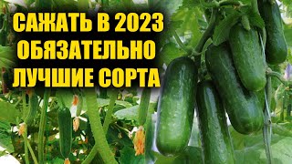 ГЛАЗАМ НЕ ВЕРЮ! СЕЙТЕ ЭТИ СОРТА ОГУРЦОВ В 2023,СПИСОК САМЫХ УРОЖАЙНЫХ ОГУРЦОВ 2023!