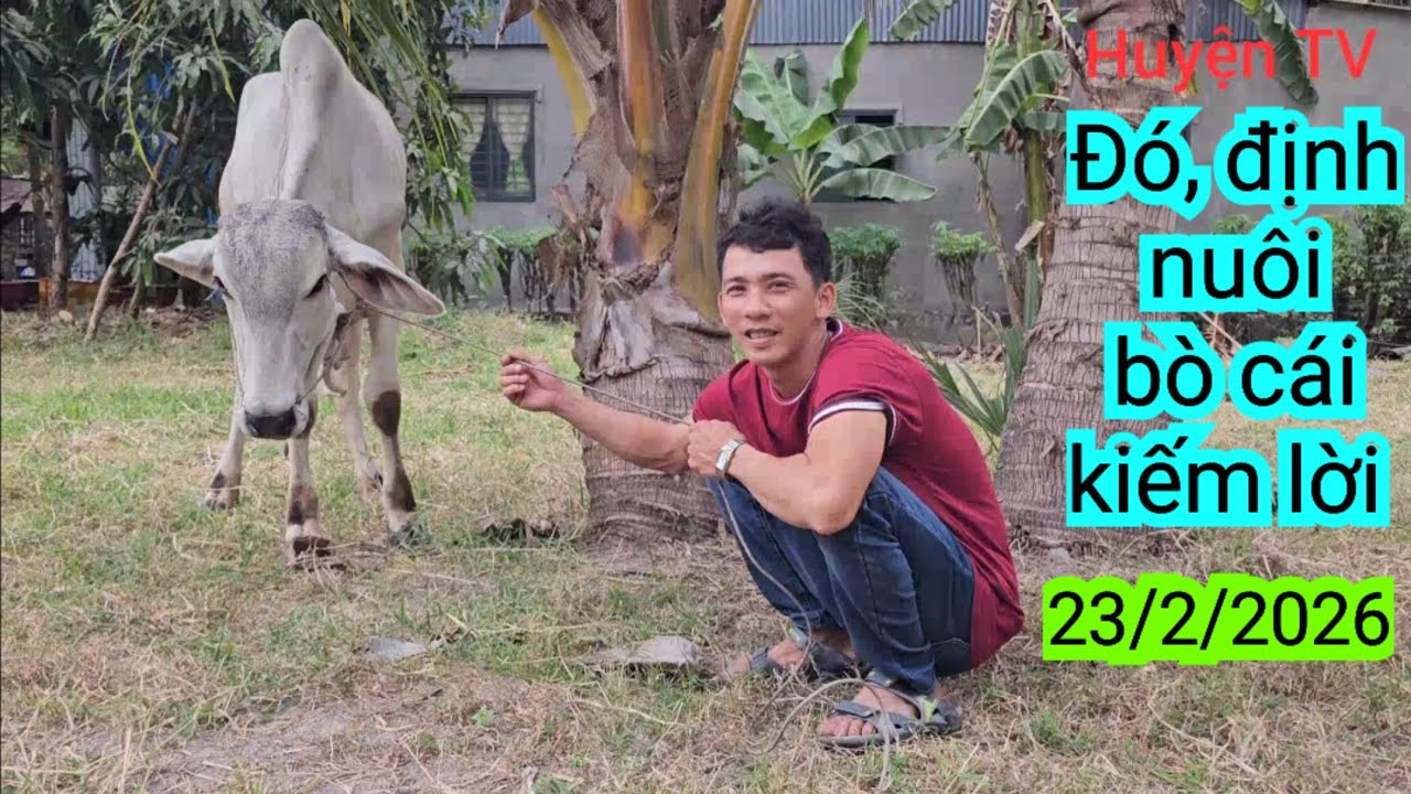 ĐÓ ,BỮA NAY ,ĐỊNH NUÔI BÒ CÁI 