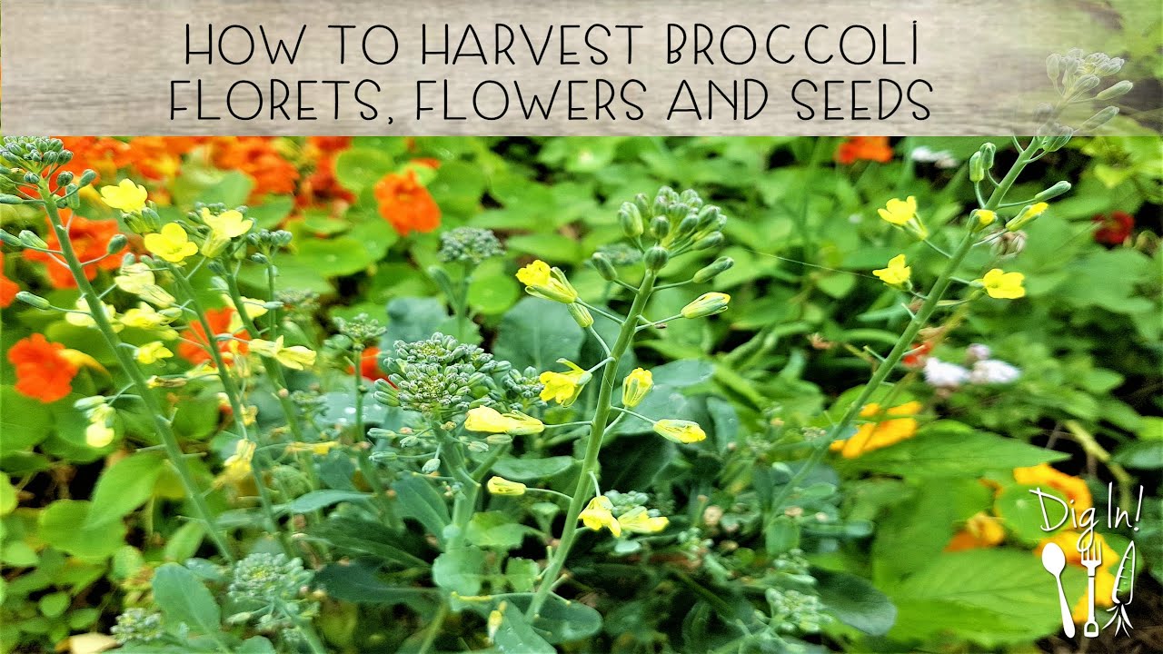 How to Harvest Broccoli for Florets, Flowers and Seeds The Micro