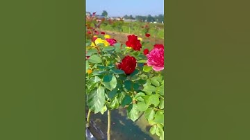 Thumbnail of Rose garden #hindisong #song #bollywood #nature #love #roseplantsgrowingtipsintamil #rose