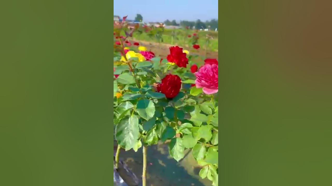 Rose garden #hindisong #song #bollywood #nature #love #roseplantsgrowingtipsintamil #rose Rose garden #hindisong #song #bollywood #nature #love #roseplantsgrowingtipsintamil #rose