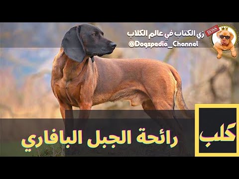 كلب رائحة الجبل البافاري كلب جبال بافاريا حقائق و معلومات