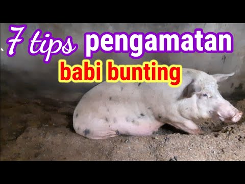 Video: Lesi Telinga, Ekor, Dan Kulit Bervariasi Sesuai Dengan Aliran Produksi Yang Berbeda Di Peternakan Babi Pari-pari-pari