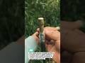 Smart Wedge Grafting Technique #gardening #plantgrafting #farming