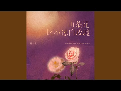 山茶花比不过白玫瑰