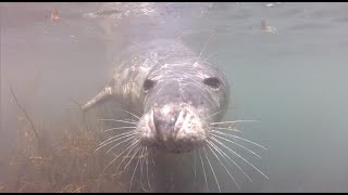 Seal Diving At Lundy Island