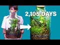 Giant terrarium 2105 days later  an amazing story