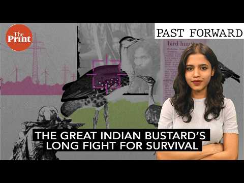 Arab royal hunters, vanishing grasslands to power lines — Great Indian Bustard’s fight for survival