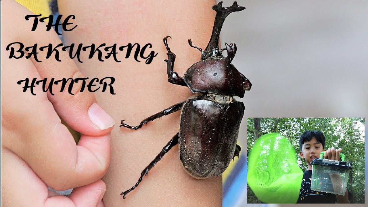 HOW TO CATCH KABUTO MUSHI (RHINOCEROS BEETLES)?