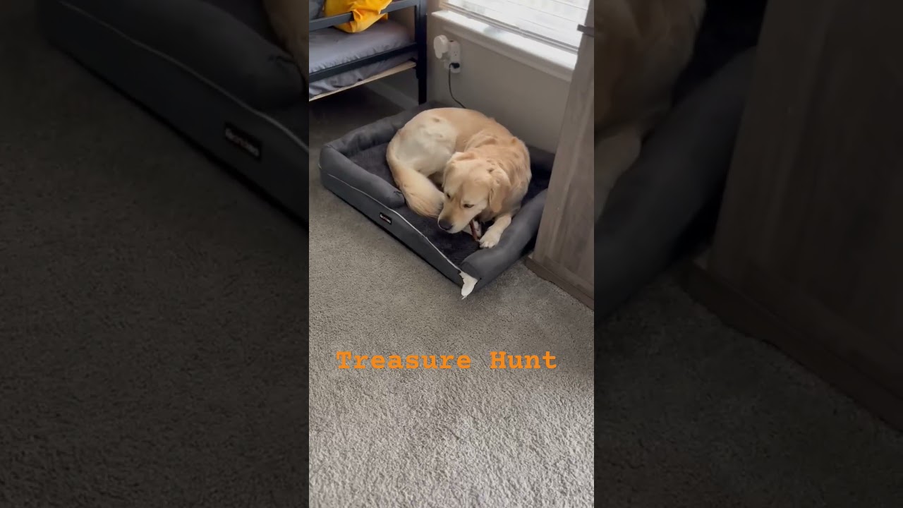 Chew Stick 🥓 