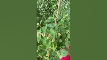 Bí quyết giúp da trắng sáng hết mụn nhờ cây cỏ sữa #meosuckhoe #lamdep