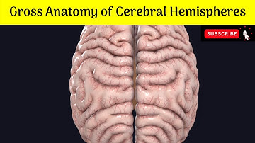 Gross Anatomy of Cerebral Hemispheres | Surfaces | Borders | Poles | Lobes |