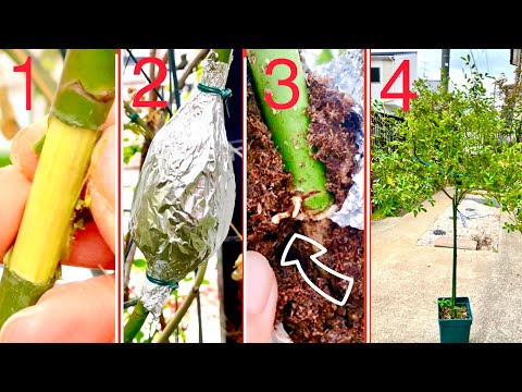 Video: Olika typer av mossa - Lär dig om mossorter för trädgården