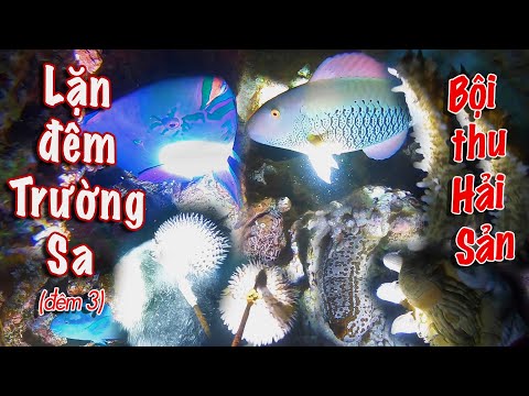 Video LẶN BIỂN ĐÊM TRƯỜNG SA I BỘI THU HẢI SÂM GAI VÀ NHIỀU... - youtube