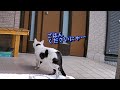 お腹を空かせた猫が玄関で待ち続け…激怒に豹変！
