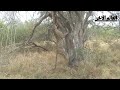 الفهد ياكل في الهواء شاهد الفهد يفترس الغزالة وياكلها وهي معلقة 