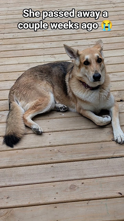 may she rest in peace 🕊️ #activity #love #bella #missyou
