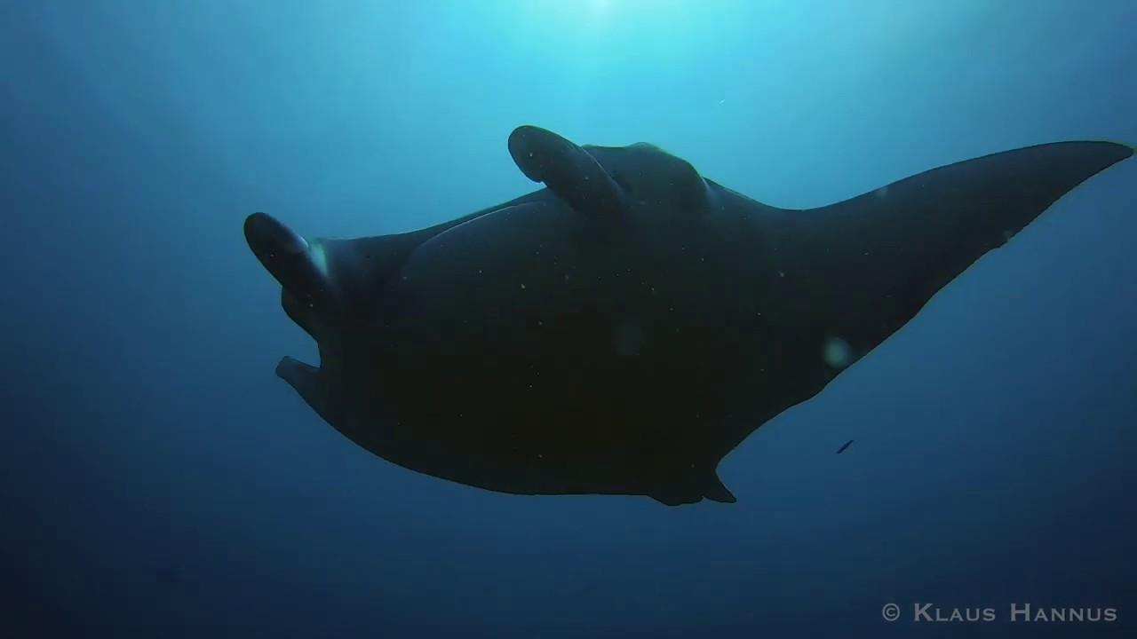 Maldives with Dive Travel Finland