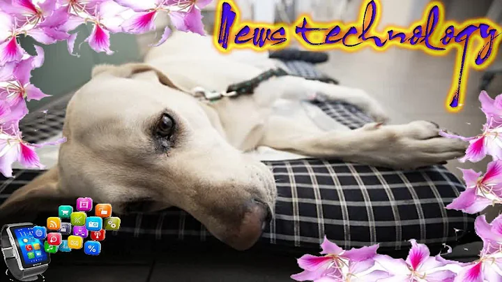 News Techcology -  Can you catch the flu from your dog?