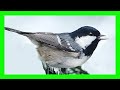 Coal Tit Bird Song, Call, Sound, Chirp, Sound, Voice - Carbonero Garrapinos Canto - Periparus Ater