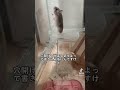 どうやって？？#hamster #ハムスター #ハムスターのいる生活 #小動物 #かわいい #animal